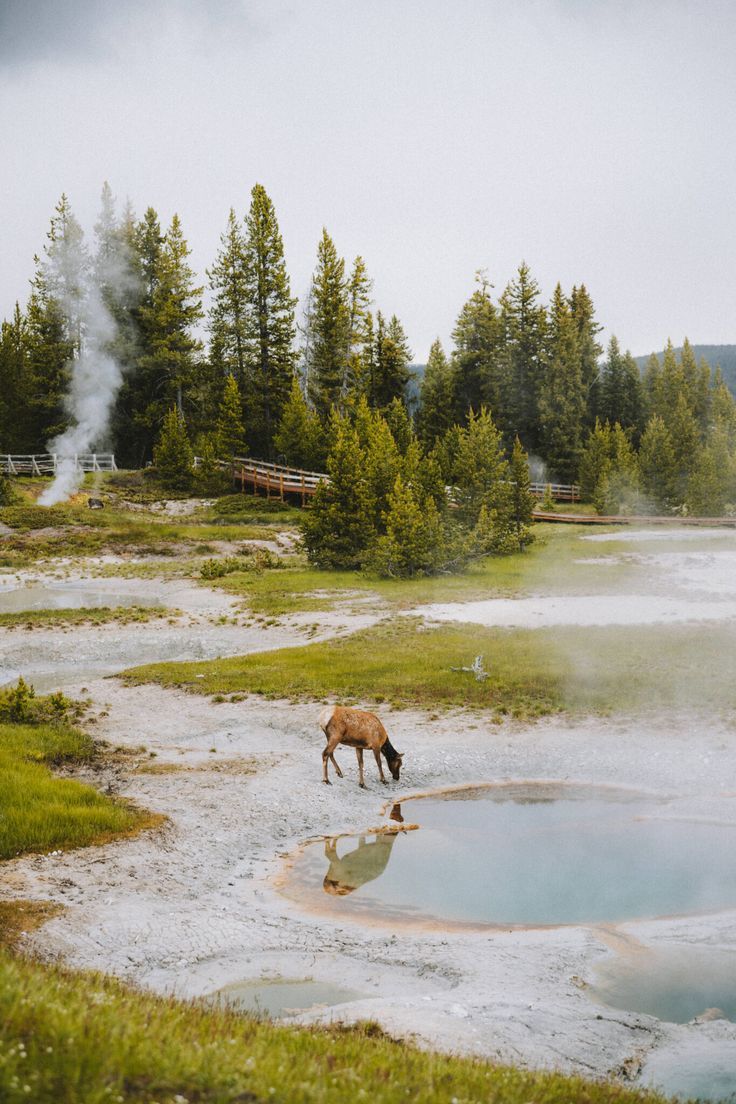 Trying to find a complete list of amazing places to see in Yellowstone National Park? This guide covers all the best things to do in Yellowstone including a Yellowstone bucket list and Yellowstone itinerary. Read it all here! #yellowstone #oldfaithful #grandprismatic #roadtrip #summervacation #nationalpark #travel #USAtravel #USA #autumntravel #travel #photography #hotsprings Yellowstone Attractions, Visit Yellowstone, Yellowstone National Park, Yellowstone Vacation, Hiking Photography, Park Photography, Yellowstone Photography, Wedding Photography, Landscape Photography