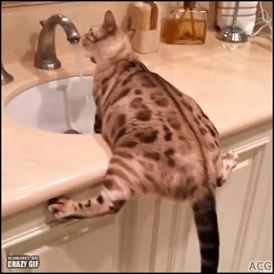 Гифки кошек прикольные