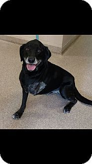 Labrador Retriever Mix Dog For Adoption In Troy Ohio Lolly