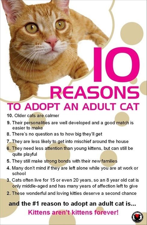 Adopt An Older Pet Adopt A Shelter Pet Thank You Older Cats Cat adopt-an-older-pet-adopt-a-shelter-pet-thank-you-older-cats-cat
