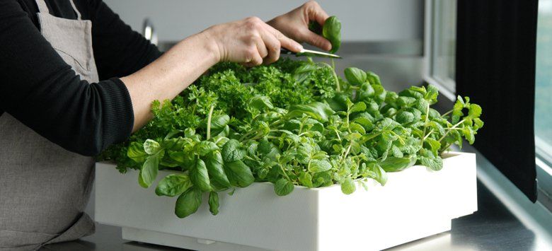 Scheurich Pflanzgefäß 994 Panna Design3000 De Deko Pinterest