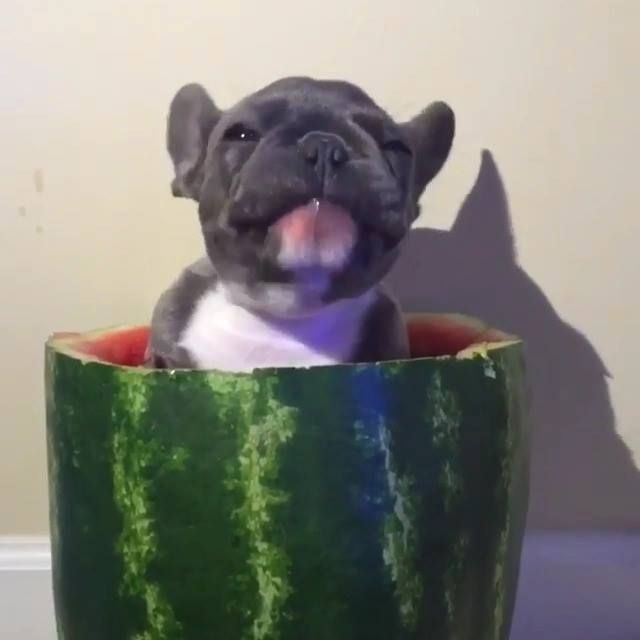 This Puppy Eating Watermelon While Inside A Watermelon Is My New