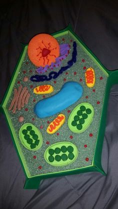 3D Plant & Animal Cell Models Plant Cells Project Ideas, Plant Cell Project Models, 3d Plant Cell Model, 3d Animal Cell Model, 3d Cell Model, Cell Model Project, 3d Animal Cell Project, Dna Model, 7th Grade Science Projects