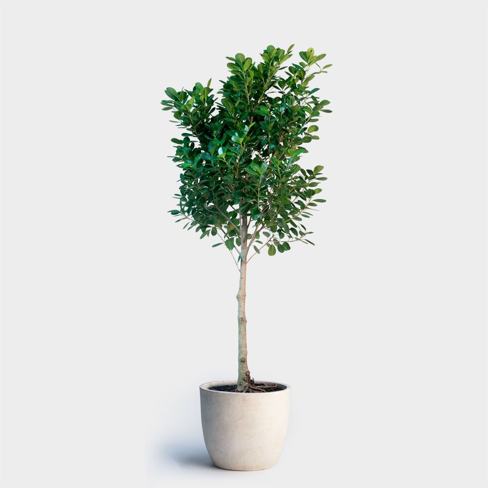 Ficus Moclame 14 Duane Street Plant Delivery Plants Ficus Moclame Plant Delivery New York City