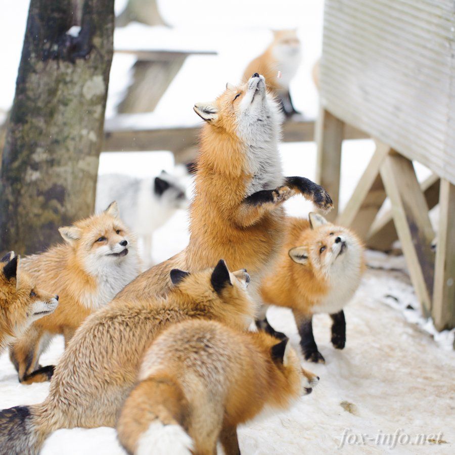 キツネ写真館 キツネ飼養中 Pet Fox Cute Animals Animal Pictures キツネ写真館 キツネ飼養中 Pet Fox Cute Animals Animal Pictures