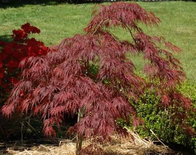 Crimson Queen Of The Anese Maples Patio Pinterest As My Picture Shows Crimson Queen Has A Cascading Habit It S Type Of Anese Maple David Beaulieu