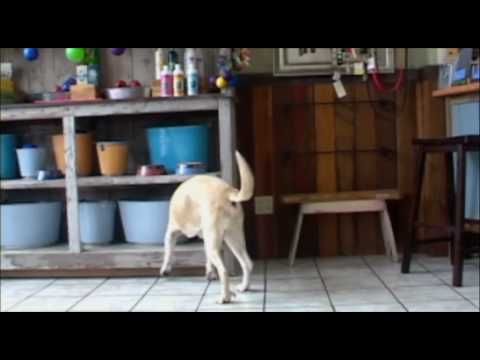 K9 Nose Work Video Nose Work Dogs Nose Work Detection Dogs