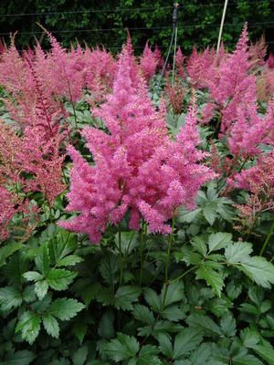 Sem False Spirea Google Search Spirea Plant Plant Care Spirea