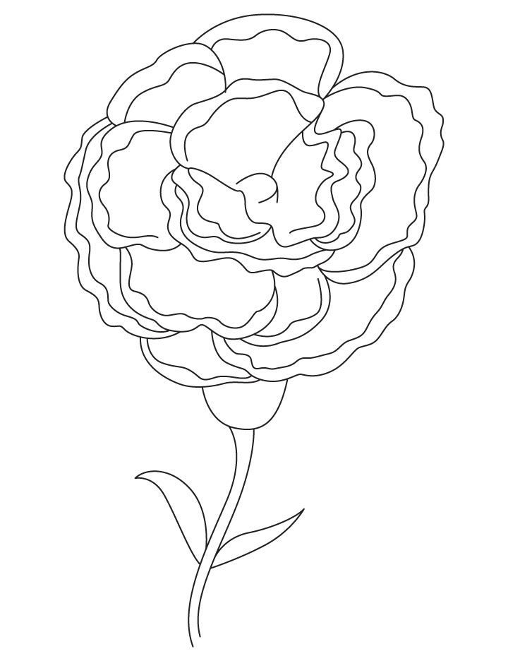 White carnation coloring page | White carnation, Cartoon coloring pages