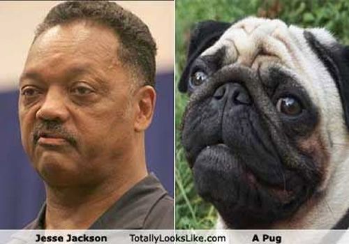 Jesse Jackson Look A Like Pugs Celebrity Look Alike Black Pug
