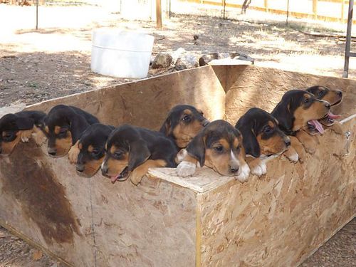 Seven Week Old Hound Pups Redding Ca Pets For Sale Pets Dogs