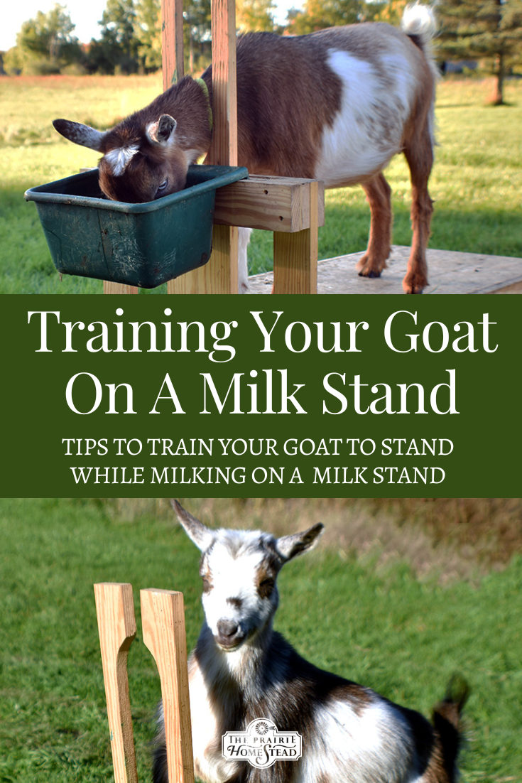 9 Tips For Training A Goat On The Milking Stand Feeding Goats Raising 9-tips-for-training-a-goat-on-the-milking-stand-feeding-goats-raising