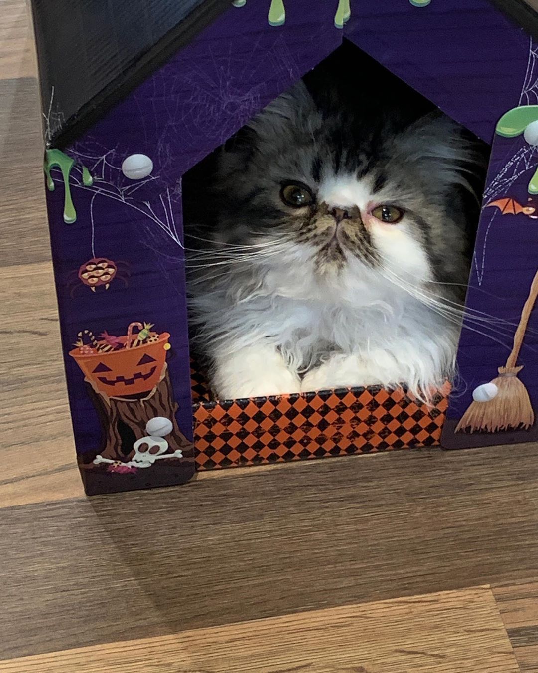 My Mama Got Me A Halloween House I M A Fan Of It Cat Cats Kitten Kittens Persian Persians Persian Halloween House Persian Kittens Baby Cats My Mama Got Me A Halloween House I M A Fan Of It Cat Cats Kitten Kittens Persian Persians Persian Halloween House Persian Kittens Baby Cats