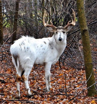 How Rare Are Piebald Deer | ... percent of the deer population is piebald, like this one in Avon Lake Whitetail Deer Pictures, Deer Photos, Deer Pics, Amazing Animals, Animals Beautiful, Rare Animals, Animals And Pets, Wild Animals, Albino Deer