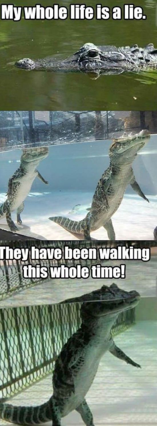 10 Idees De Humour Crocodiles Memes Animaliers Grenouille Arboricole Animaux 10 Idees De Humour Crocodiles Memes Animaliers Grenouille Arboricole Animaux