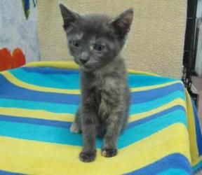 Pocket is an adoptable Domestic Short Hair Cat in Fort Lauderdale, FL