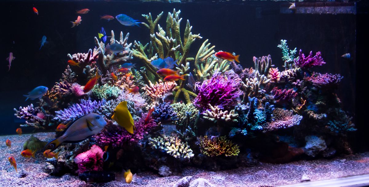 pin by reef2reef com