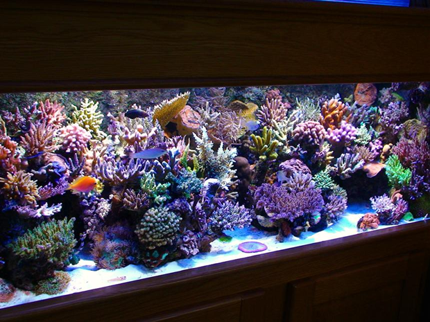 saltwater coral reef tank