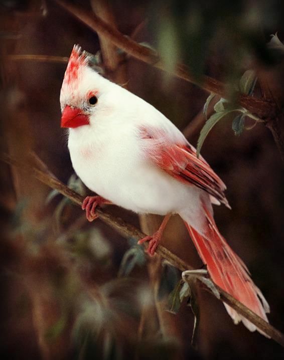 These 61 Albino Animals Are Extremely Rare And Incredibly