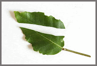 CHOWA ZOUTLEEUW: Verfijnen Fagus crenata Bonsai, Plant Leaves, Plants, Plant, Planets, String Garden