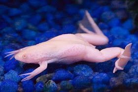 Amazing Pictures - Funny, Artworks, Unusual Pictures: Albino Animals Pictures al #albinoanimals