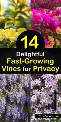 Discover how to create peaceful backyard solitude with fast growing vines. Plant evergreens for year-round privacy or wisteria, morning glory, honeysuckle, trumpet vine, and other flowering vines to attract hummingbirds. #fastgrowing #vines #privacy Climbing Plants Fence, Climber Plants, Fence Plants, Backyard Plants, Climbing Vines, Climbing Flowering Vines, Evergreen Climbing Plants, Balcony Privacy Plants, Climbing Flowers Trellis