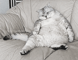 cats cats everywhere too