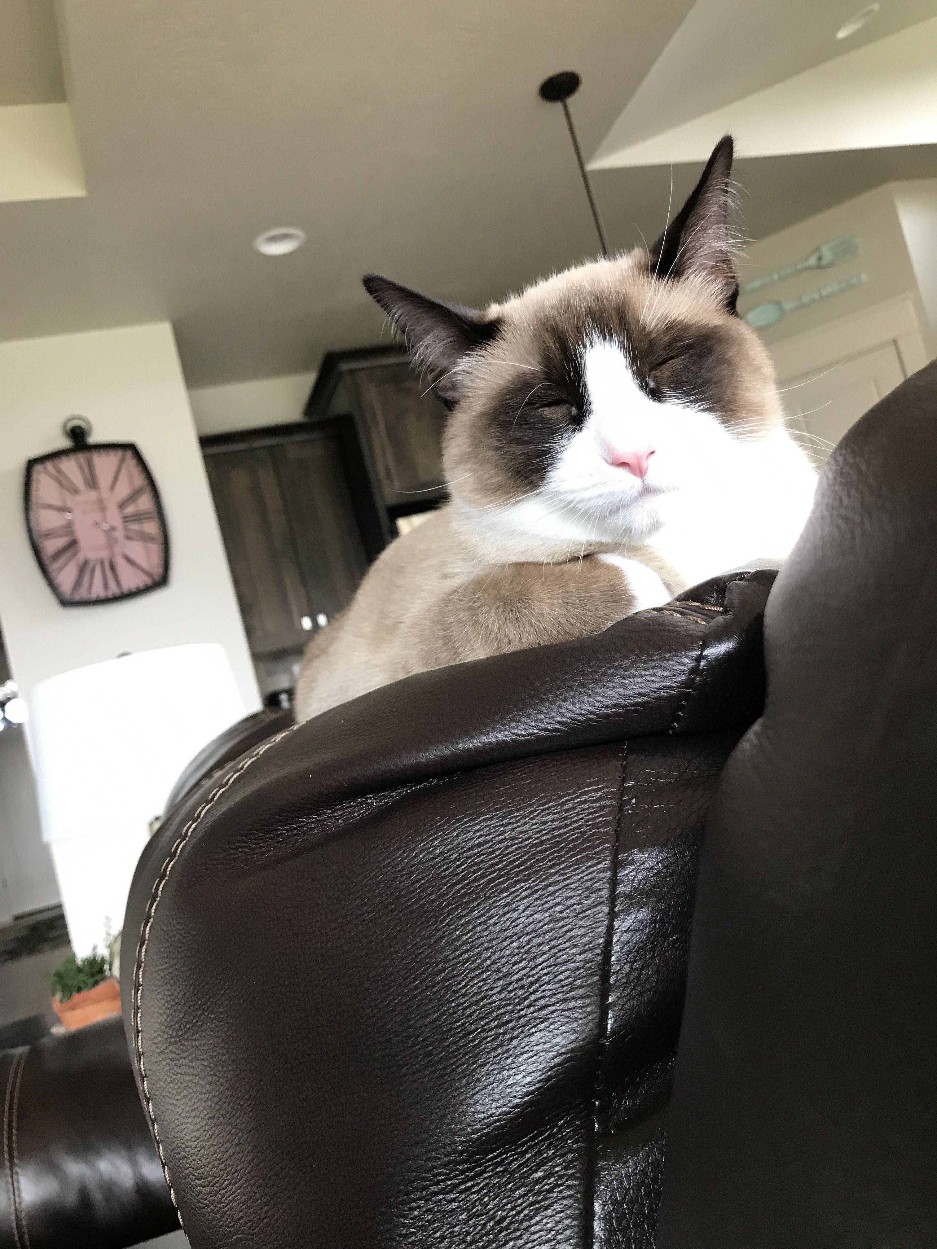 Snowshoe Kittens For Sale In Pa