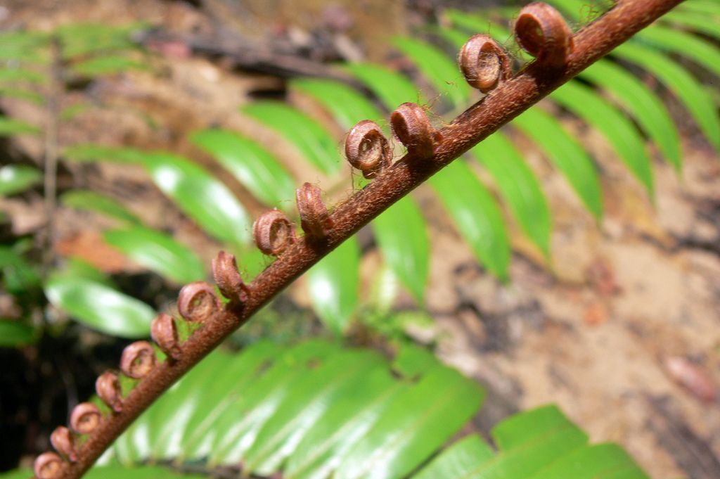 Image result for Borneo jungle fern | Borneo, Image, Jungle