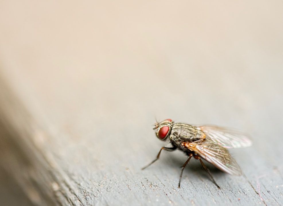 sestrin increases the lifespan of fruit flies drug discovery and development drug discovery pictures of insects insects