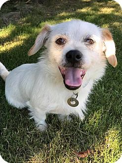 Hagerstown Md Shih Tzu Wirehaired Fox Terrier Mix Meet Arthur
