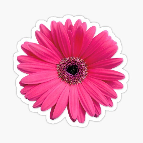 Pink gerbera daisy or pink gerber daisy flower floral stickers. Hot pink or fuchsia pink. • Millions of unique designs by independent artists. Find your thing. Pink Gerber Daisy, Pink Gerbera, Gerber Daisies, Daisy Wedding Theme, Gerbera Daisy Wedding, Cool Arm Tattoos, Arm Tattoos For Guys, Sunflower Flower, Daisy Flower