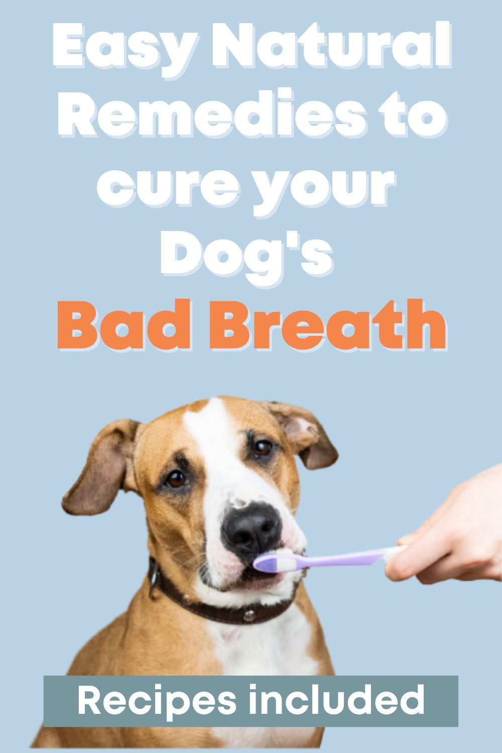Does your dog have bad breath and brown stained teeth? All dogs get to an age where their teeth start to look a bit unhealthy and stained, this can cause a lot of different diseases and can be quite dangerous if not prevented and treated. Read about all the reasons why your dogs breath is smelly and how to prevent it. It includes: What causes bad breath for dogs? Easy DIY natural remedies, Homemade dog treats for bad breath, How to brush you dogs teeth? Dog Bad Breath Remedy, Bad Dog Breath, Dog Treats Homemade Recipes, Dog Treat Recipes, Homemade Dog, Dog Dental Hygiene, Dental Health, Dog Health Tips, Health Advice