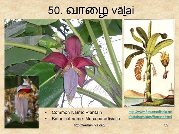 tamil herbs botanical names pdf tamil herbs botanical names pdf