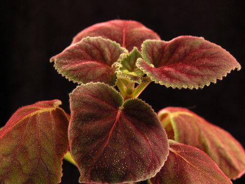 Asian plant fleshy leaves - Top Porn Images Get naked clip