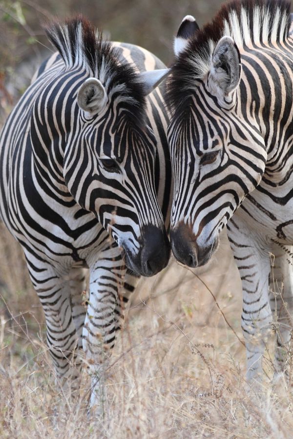 Image de zebre