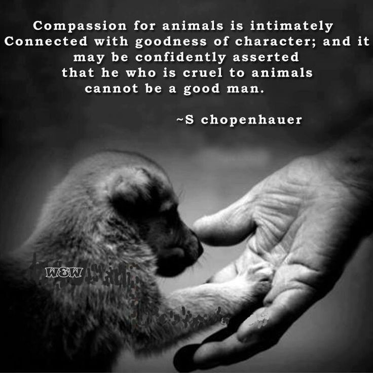Compassion For Animals Is Intimately Connected With Goodness Of prepare-to-be-entertained-by-the-wild-and-wacky-adventures-of-these