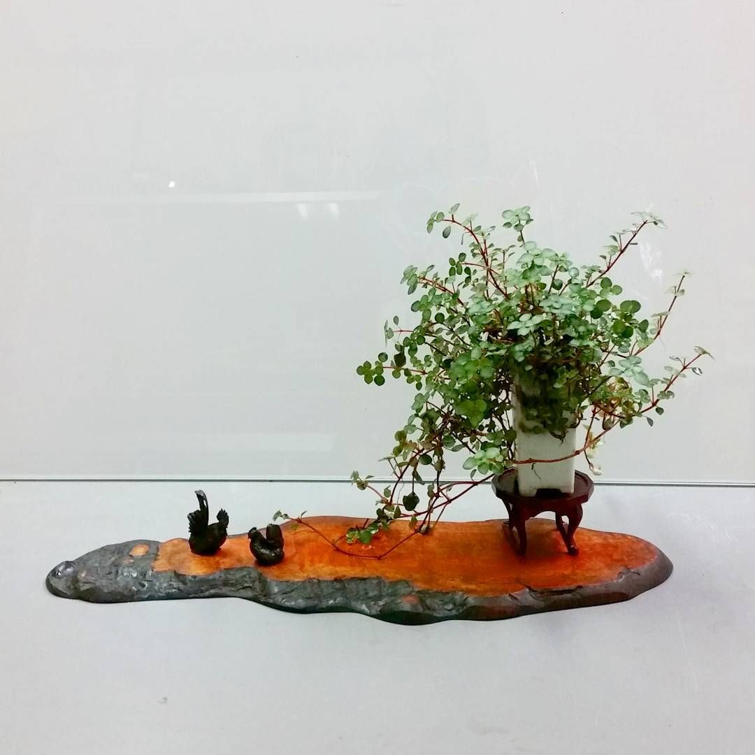 ピレア 盆栽 ミニ盆栽 飾り 添配 ニワトリ インテリア グリーン 観葉植物 植物 多肉植物 可愛い 綺麗 美しい アート 涼しげ 癒し Pilea Bonsai Plant Art Cute Beautiful Small Mini Green Chicken Art T Kokedama Art ピレア 盆栽 ミニ盆栽 飾り 添配 ニワトリ インテリア グリーン 観葉植物 植物 多肉植物 可愛い 綺麗 美しい アート 涼しげ 癒し Pilea Bonsai Plant Art Cute Beautiful Small Mini Green Chicken Art T Kokedama Art