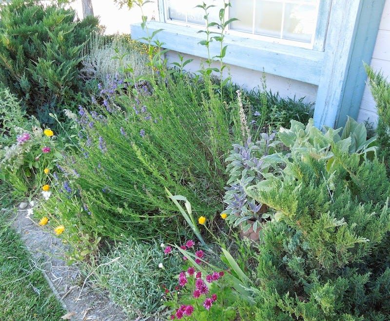 Barb's Garden Observations What Blooms in My Paso Robles Garden at the