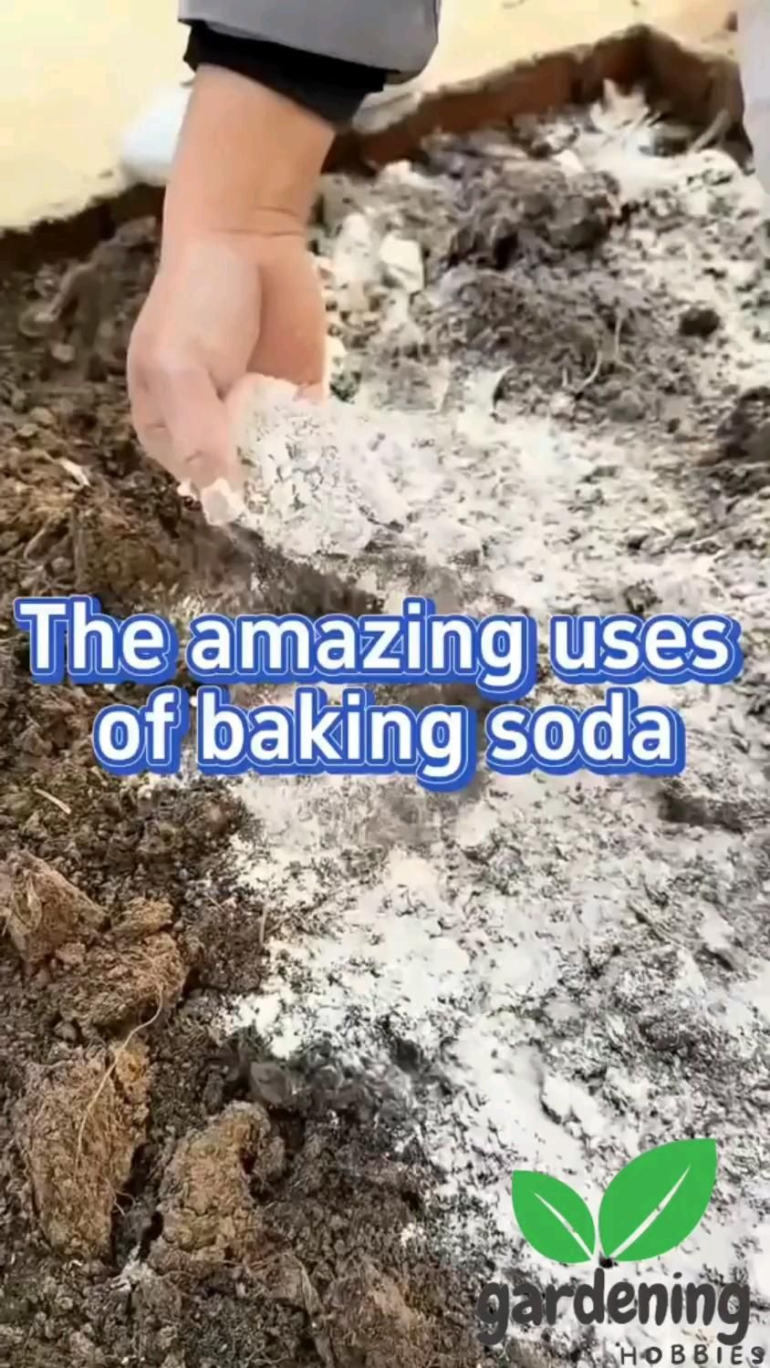 Uses of baking soda in gardening