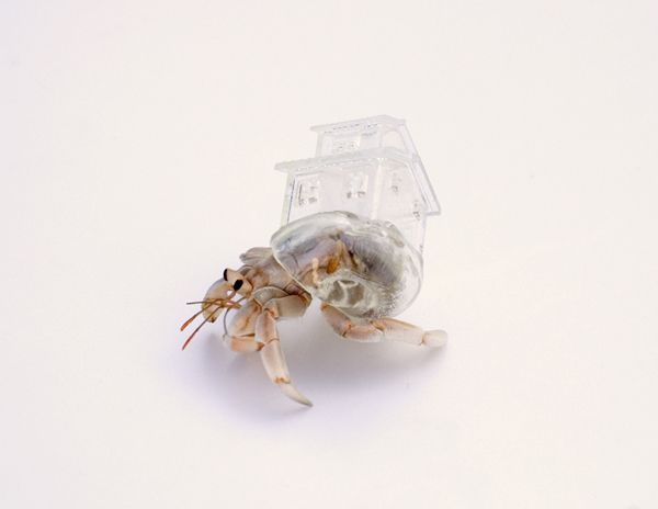 Why Not Hand Over A Shelter To Hermit Crabs 10 By Aki Inomata ヤドカリ 3d プリント 美しい海の生き物 Why Not Hand Over A Shelter To Hermit Crabs 10 By Aki Inomata ヤドカリ 3d プリント 美しい海の生き物