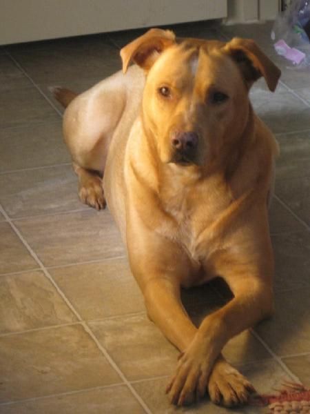 Pitbull Lab Mix Yellow Lab Pitbull Mix Puppy Pitbull Mix