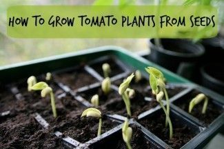 Growing Tomato Plants From Seeds Hydroponics Garden Tips Growing Tomato Plants From Seeds