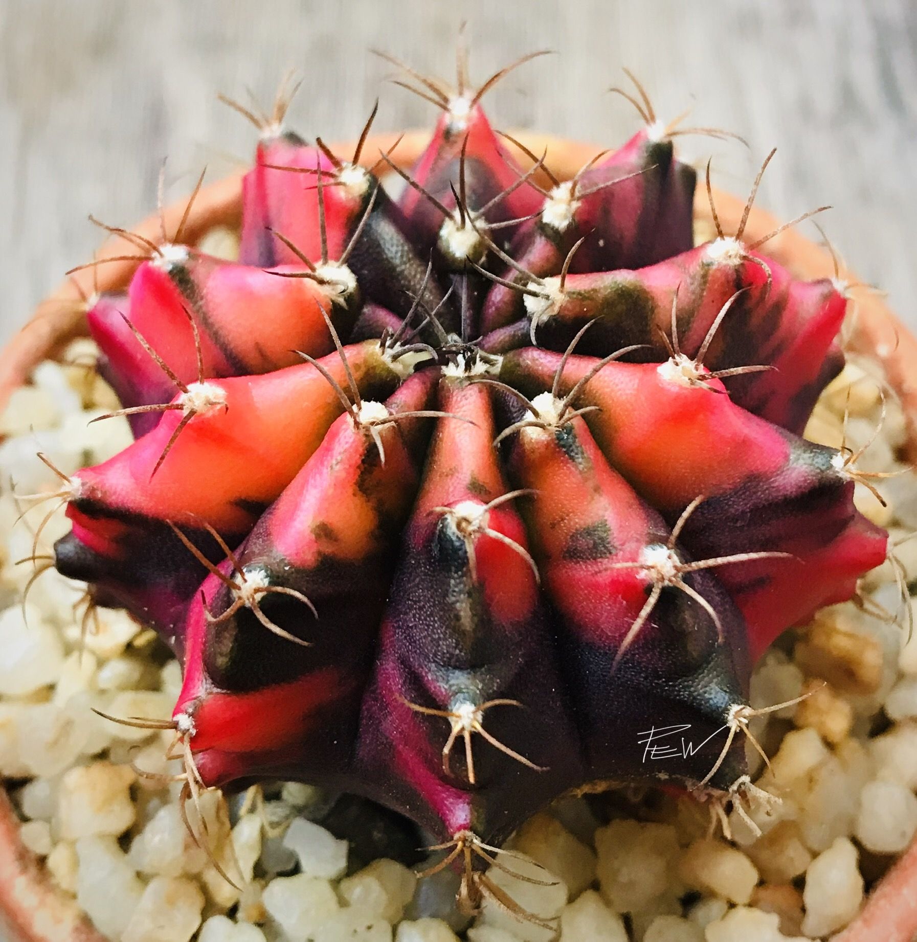 gymnocalycium mihanovichii mint chocolate cactus gymnocalycium mihanovichii mint chocolate cactus
