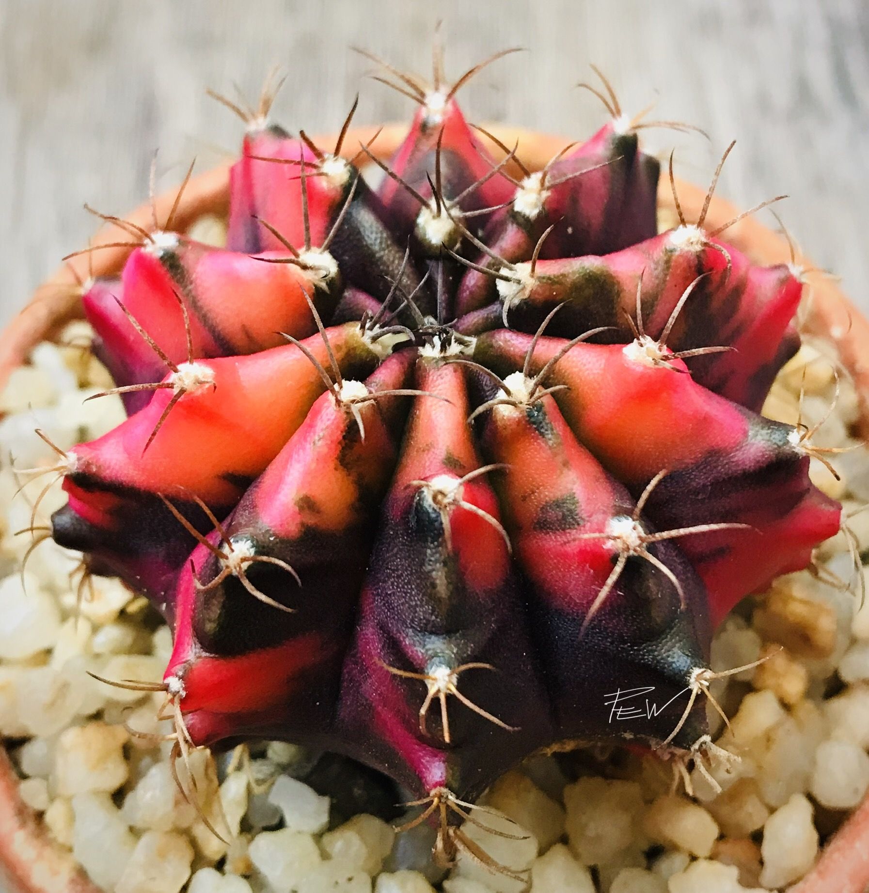 gymnocalycium mihanovichii mint chocolate cactus