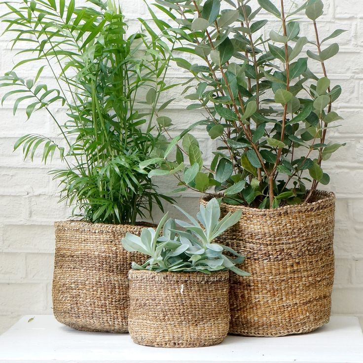 15 Easy To Care For Houseplants