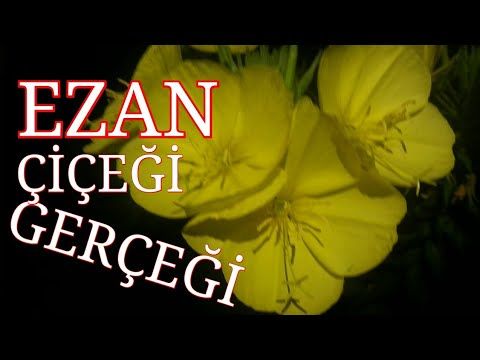 Ezan Cicegi Efsane Mi Gercek Mi Youtube 2020 Bitki Cicek Bahce