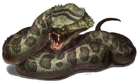 large constrictor snakes pet large constrictor snakes pet
