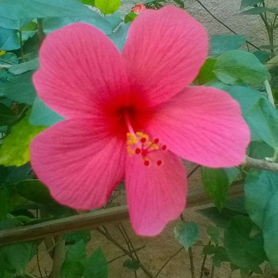 Visualize World Health Benefits Of Hibiscus Flower Hibiscus Flower Drawing Hibiscus Tree Hibiscus Flowers