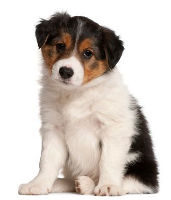 find out your puppy s weight puppy chart puppy rough collie puppy weight chart